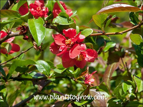 In the spring some of the foliage will have a bronze sheen.